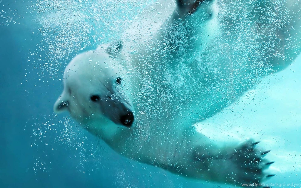Polar Bear Computer Wallpapers, Desktop Backgrounds