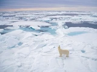 Backgrounds Collections: Polar Bear Pictures