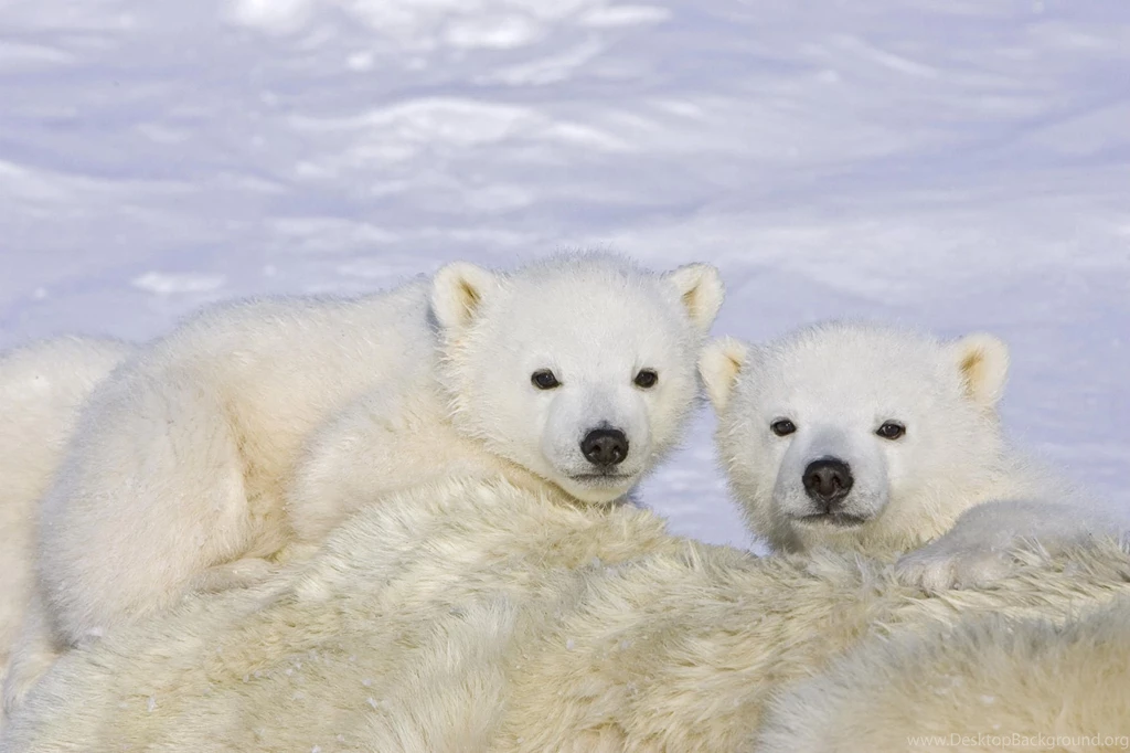 Bear Polar