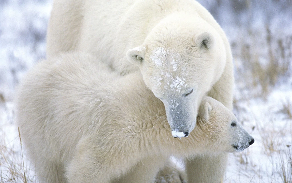 Download Wallpapers 3840x2400 Polar Bear, Cub, Caring, Snow, Fur ...