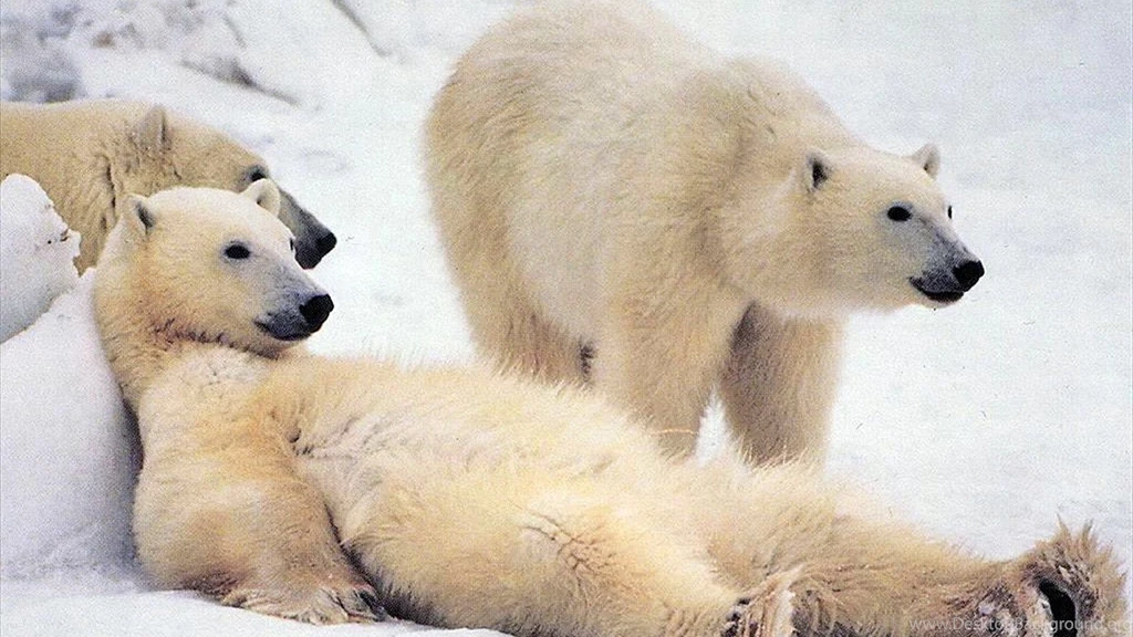 Download Wallpapers 1920x1080 Bear, Polar Bear, Family, Snow ...