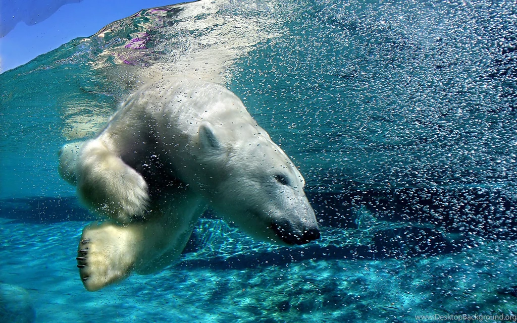 Polar Bear Computer Wallpapers, Desktop Backgrounds
