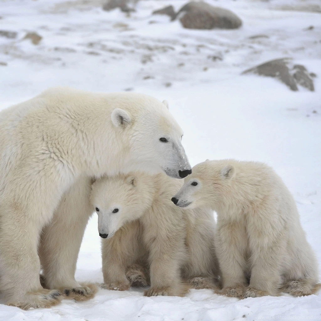 Polar Bear Family / HD iPad Wallpapers