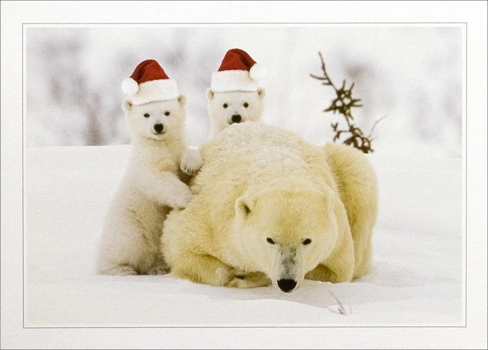 Polar Bear Christmas – 1000×718 High Definition Wallpapers ...