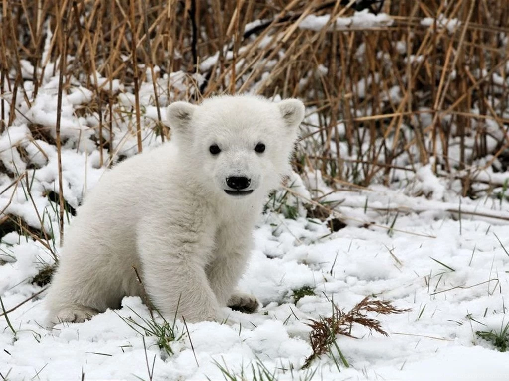 Download Polar Bear Baby Wallpapers 1024x768