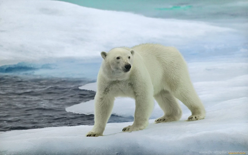 Polar Bear Computer Wallpapers, Desktop Backgrounds
