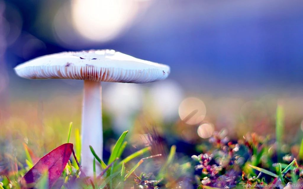 Mushroom Nature HD Wallpapers New HD Wallpapers