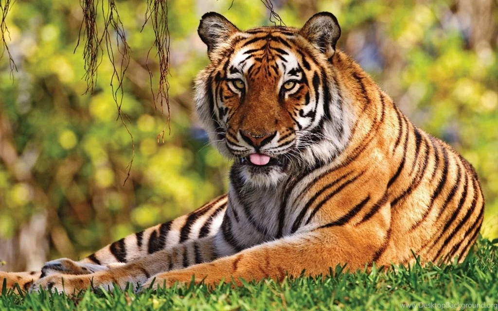 Top Nature Animals Images For Pinterest