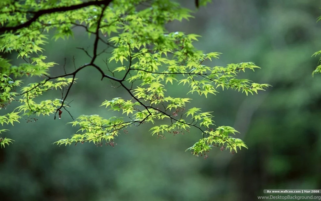 Photos of spring season JPN02011_wallcoo.com.jpg