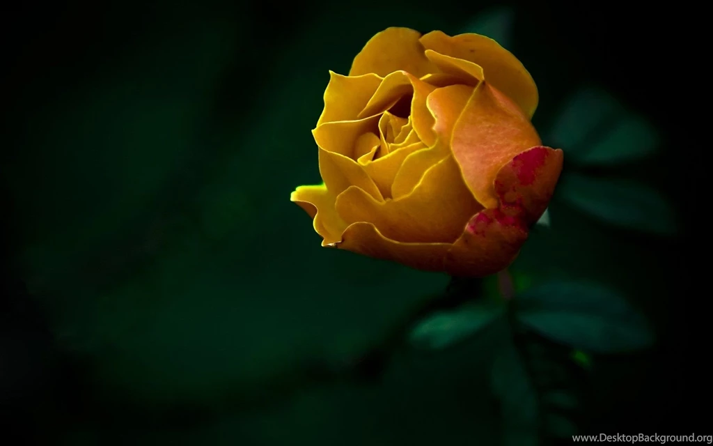 Rose Flower Image Hd And Wallpapers Download