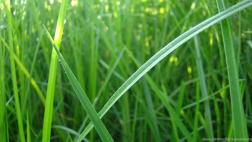 Grass Nature Photography Hd Wallpapers   (