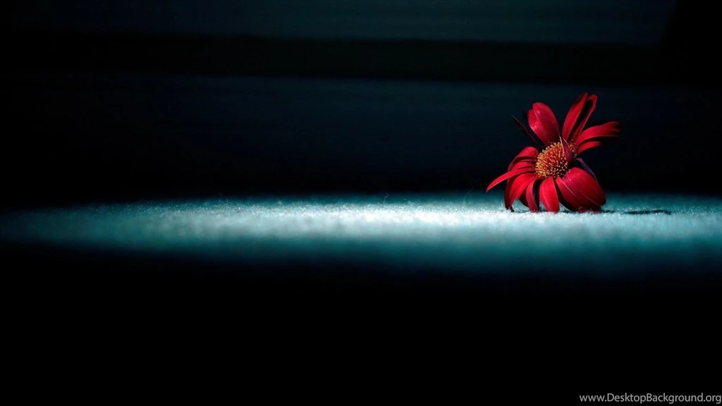 Top Light Flower Wallpaper Images For Pinterest