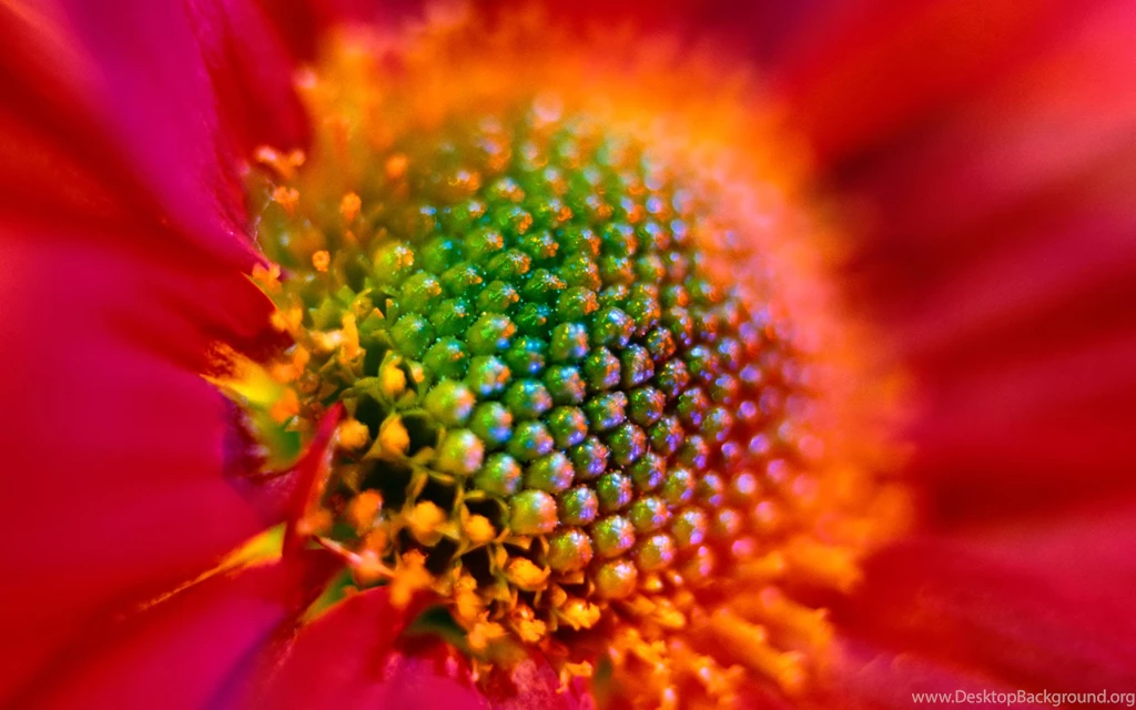 Flower Wallpapers Hd Wallpapers HD Fine