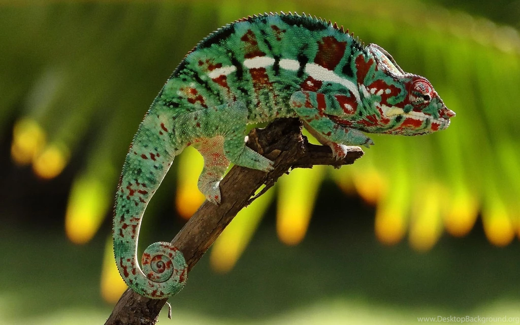 Top Funny 3d Chameleon Hd Images For Pinterest