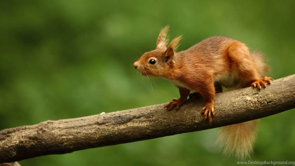 Download Wallpapers 1920x1080 Squirrel, Curiosity, Animal Full HD ...
