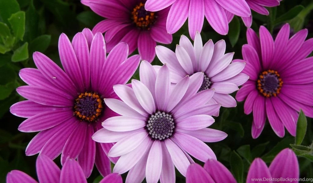 Full Hd Flower Wallpapers   Wallpapers High Definition