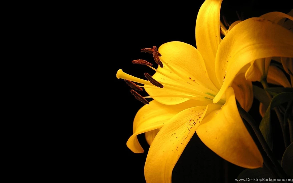 HQ Yellow Flower Wallpapers