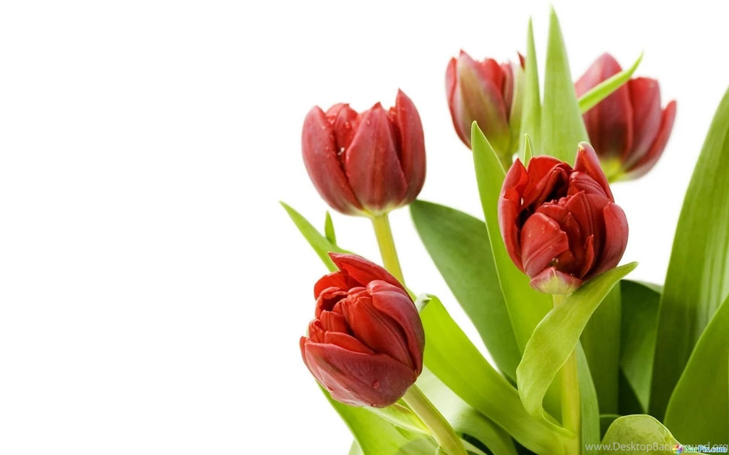 Full Hd Flowers Wallpapers 1600x1000 IWallHD Wallpapers HD