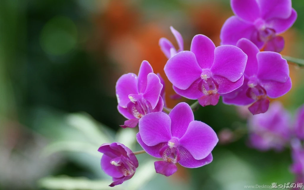 HD Flowers Wallpapers 1920x1200 Photo 79 Of 80