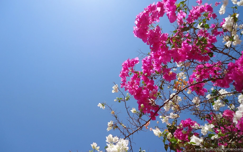 Bougainvillea Flowers Wallpapers HD Pictures