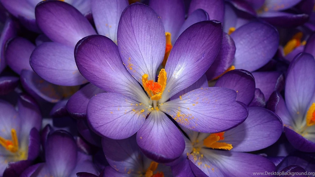 Beautiful Purple Flower Wallpapers