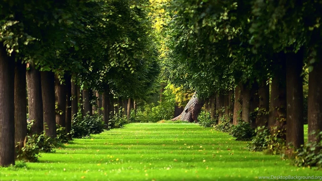 1366x768 Summer Avenue Trees Wallpapers