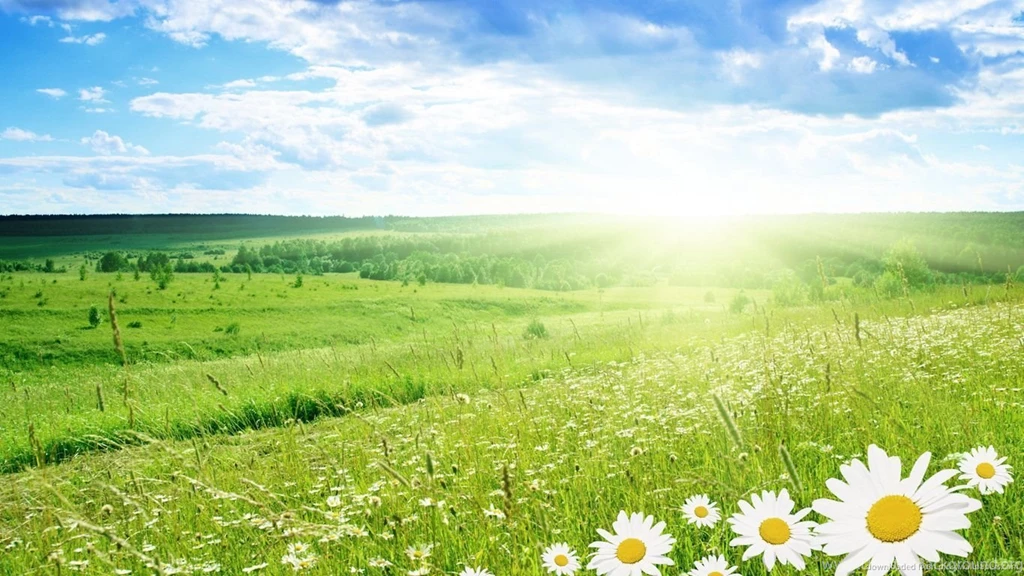 Download 1366x768 Daisy Field In Summer Wallpapers