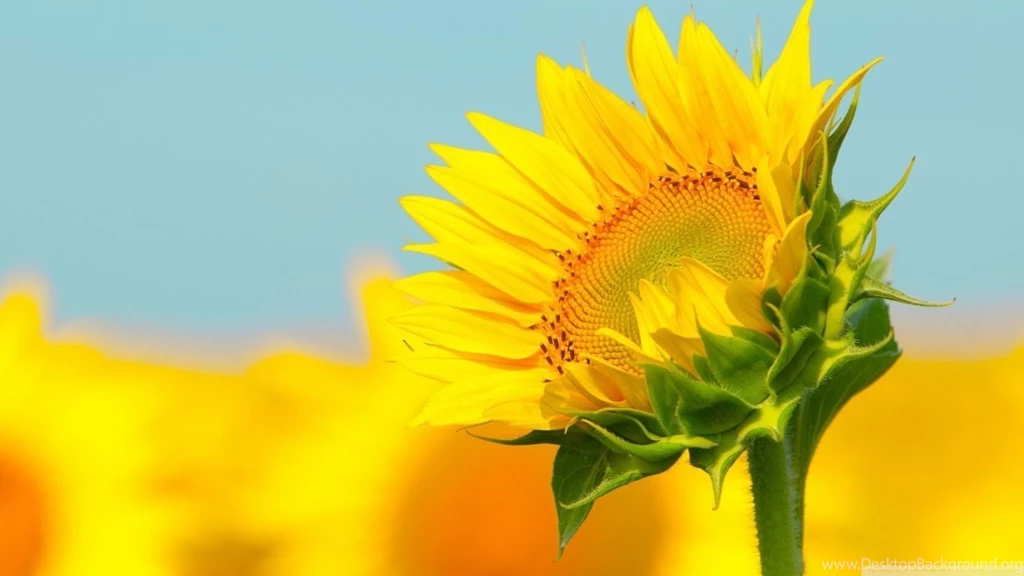 Sunflower In The Summer HD Desktop Wallpapers : High Definition ...