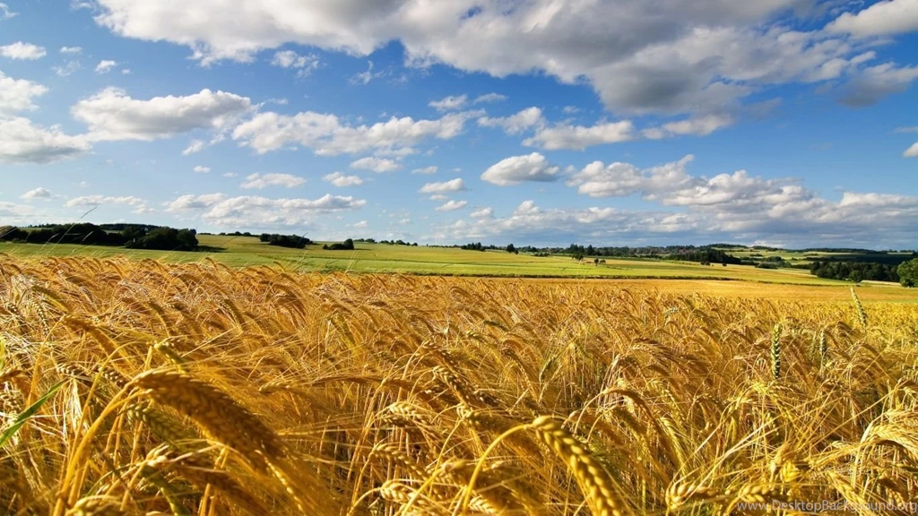 1366x768 Cornfield Summer Wallpapers