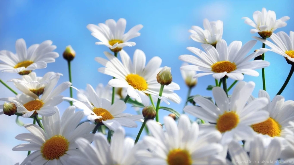 1366x768 Daisies Summer Wallpapers