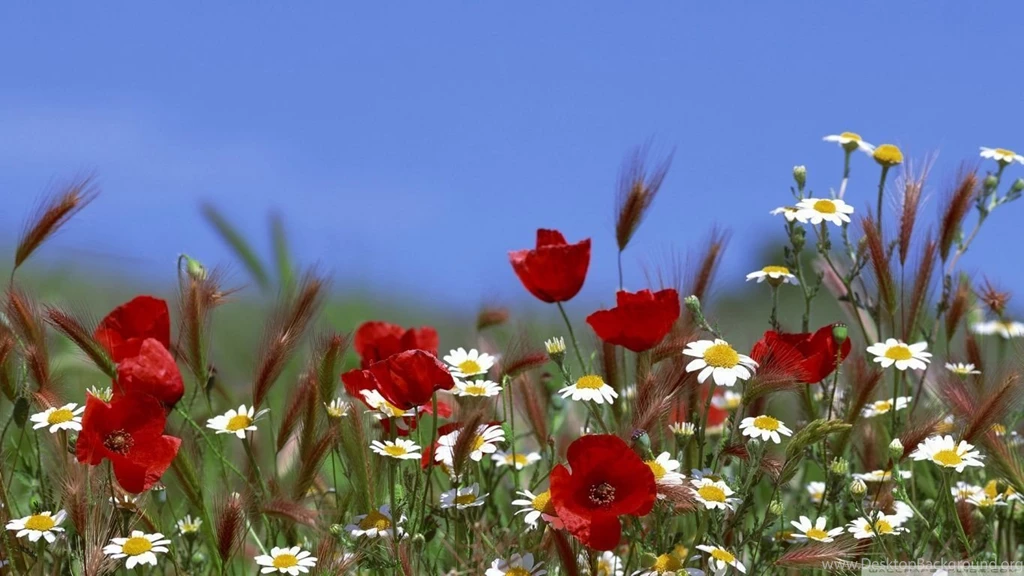 Field Of Flowers Summer HD Desktop Wallpapers : High Definition