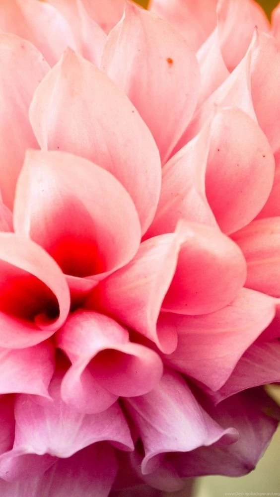 Wallpapers & Backgrounds On Pinterest