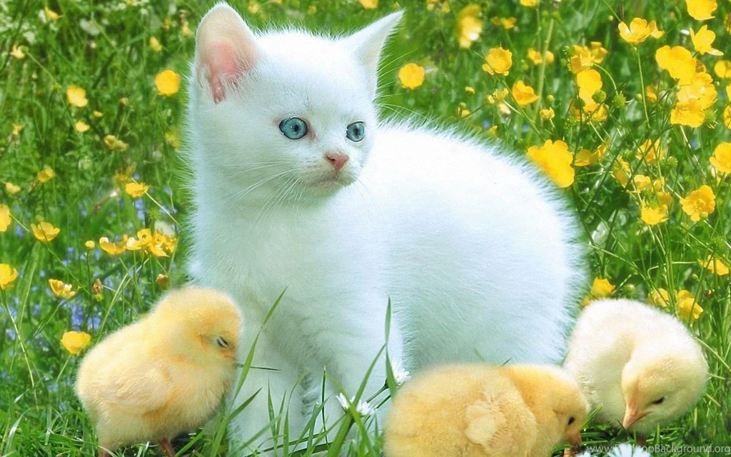 Wallpapers Of Cats As Your Backgrounds All In HD