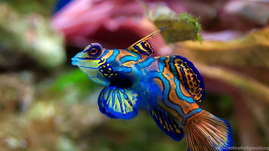 Top Underwater Fish Wallpaper Images For Pinterest