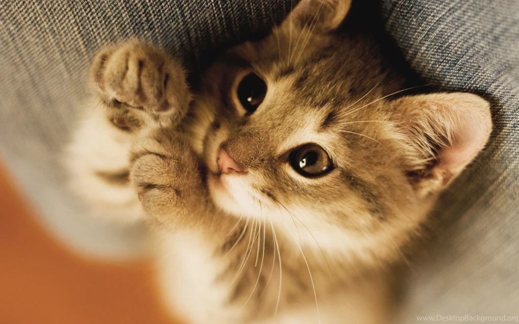 Cats And Kittens Wallpapers Hdkitten Cat Big Cat Baby Kitten Sleep ...