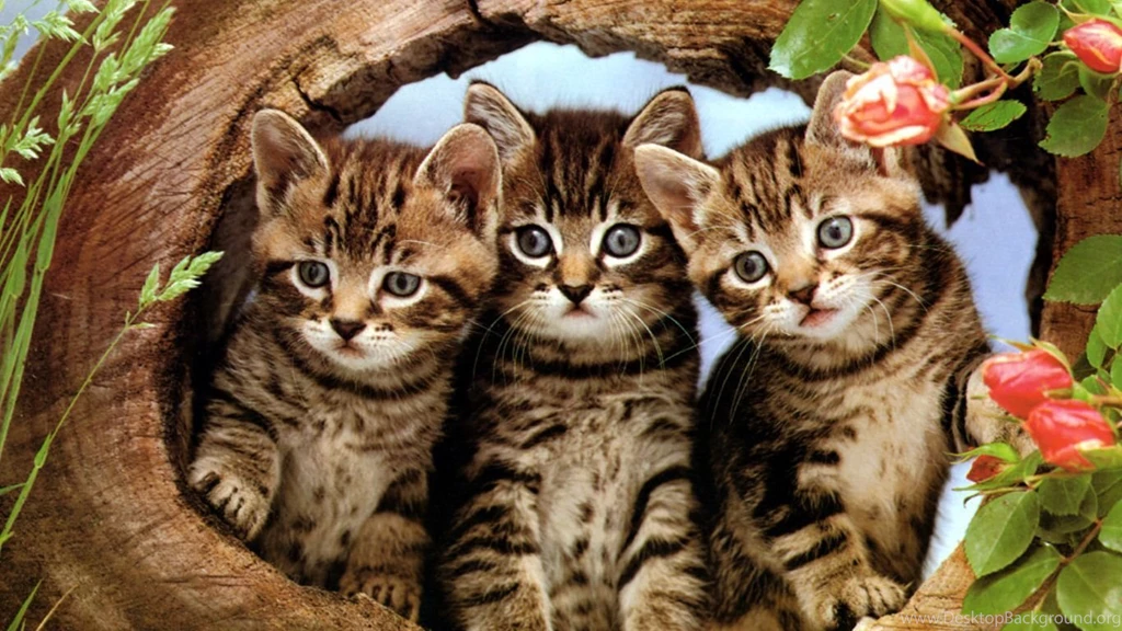 Cute Cartoon Cat Wallpapers Three Cute Kittens Your HD Wallpapers ...