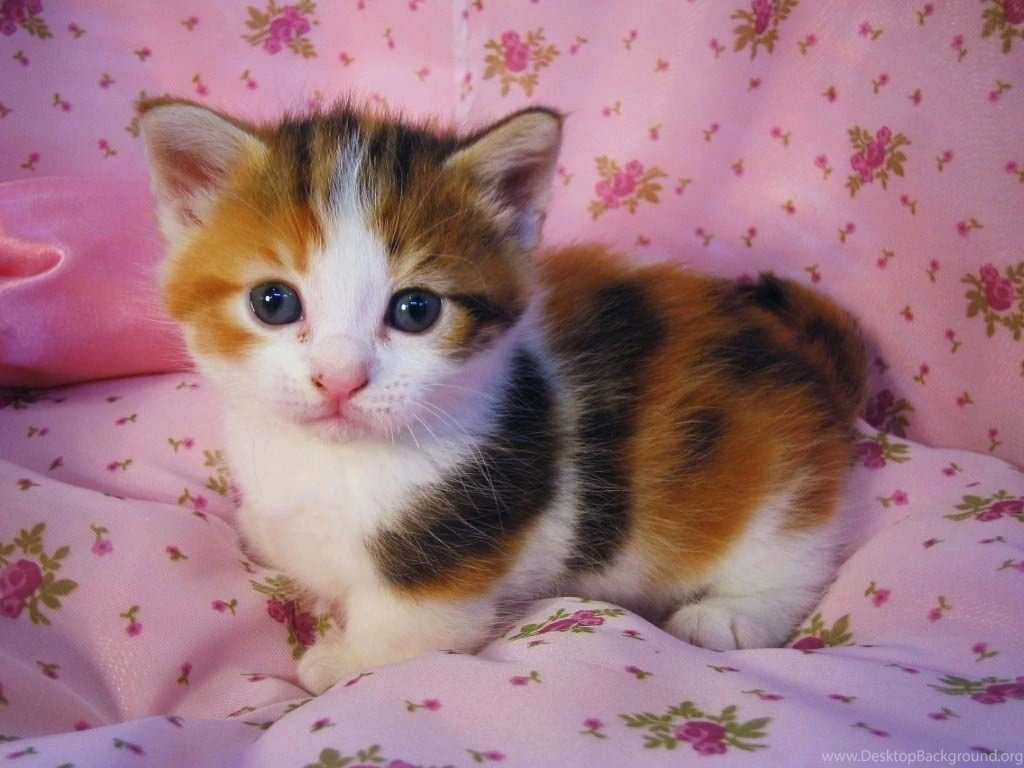 Cute Cats And Kittens Wallpapers 3ngcktc8 PowerballForLife