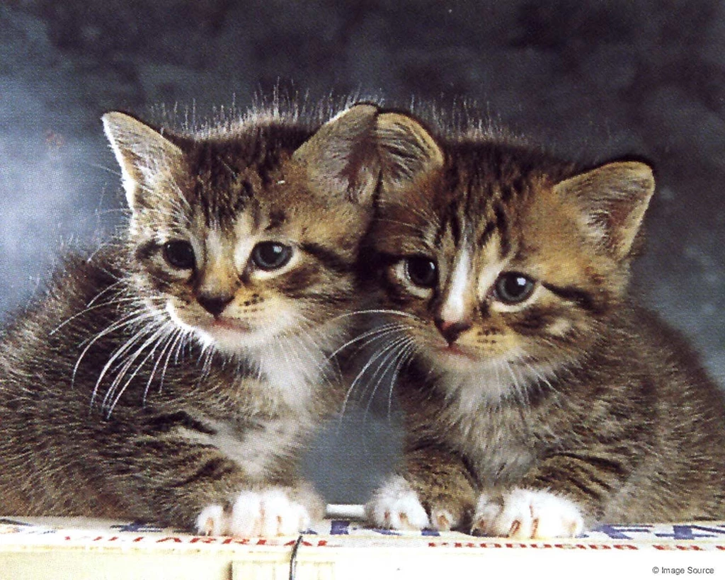 Wallpapers Cats Kittens Animals Image