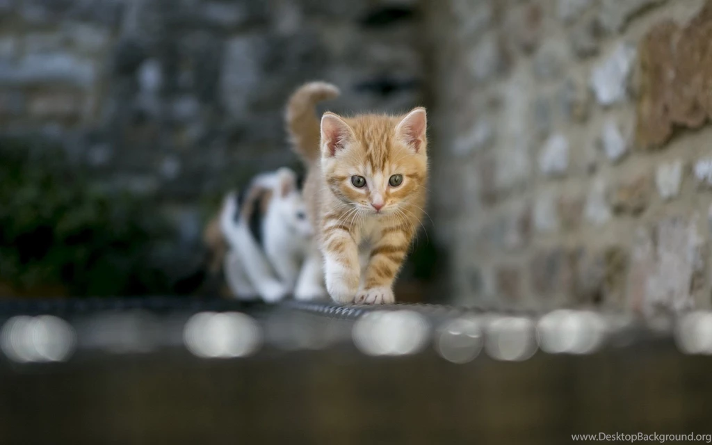 Kitten Wallpapers