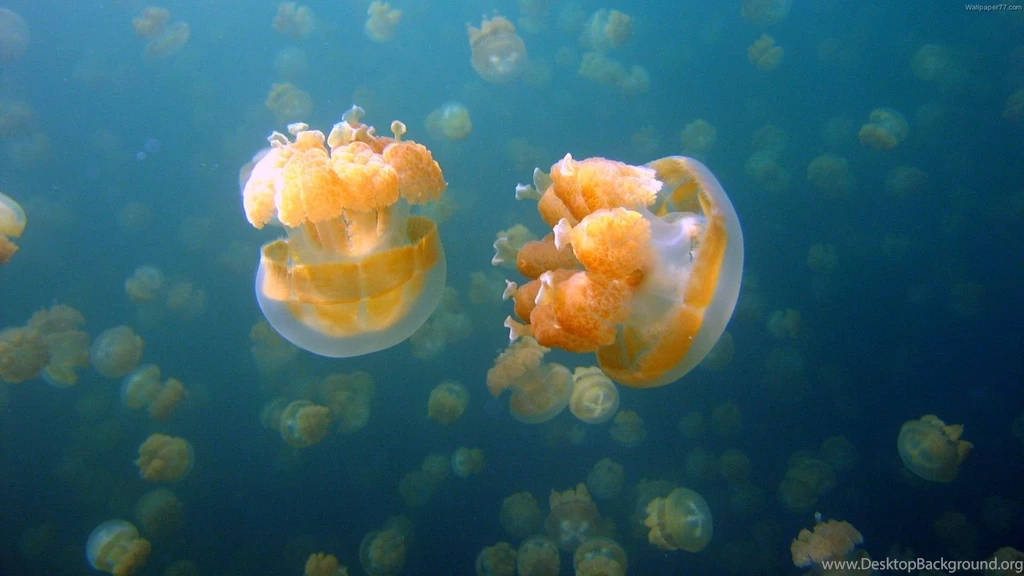 Underwater