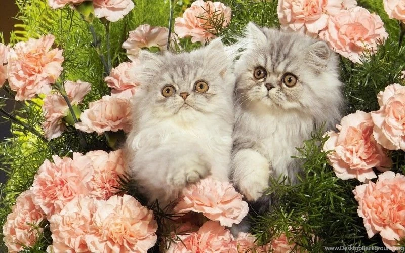 Cats Kittens Roses Baby Animals Free Desktop Backgrounds And ...