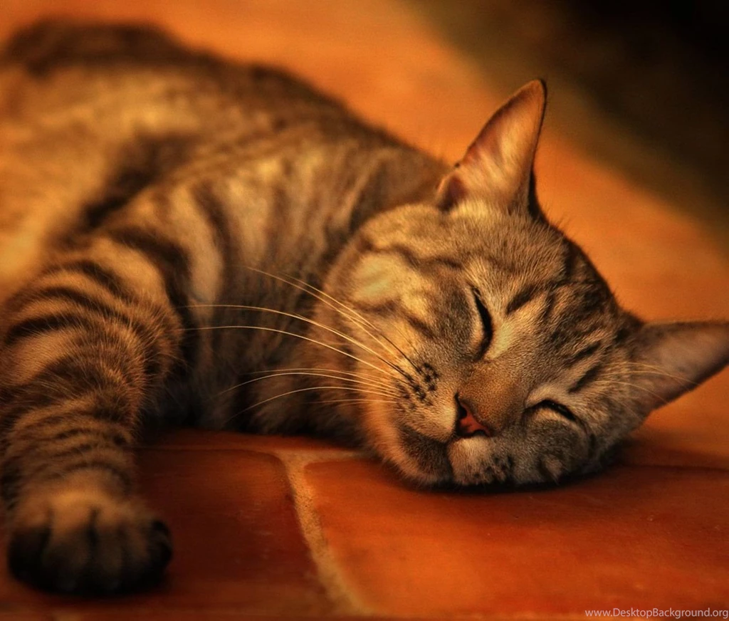 Claws, Wallpapers Of Cats, Kittens, Kitten Images, Cat Eye ...