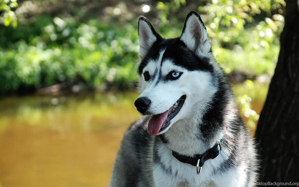 HD Siberian Husky Dogs Widescreen Wallpapers HD Wallpapers