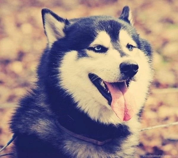 Animals dogs husky fresh new hd wallpaper 600x532.jpg