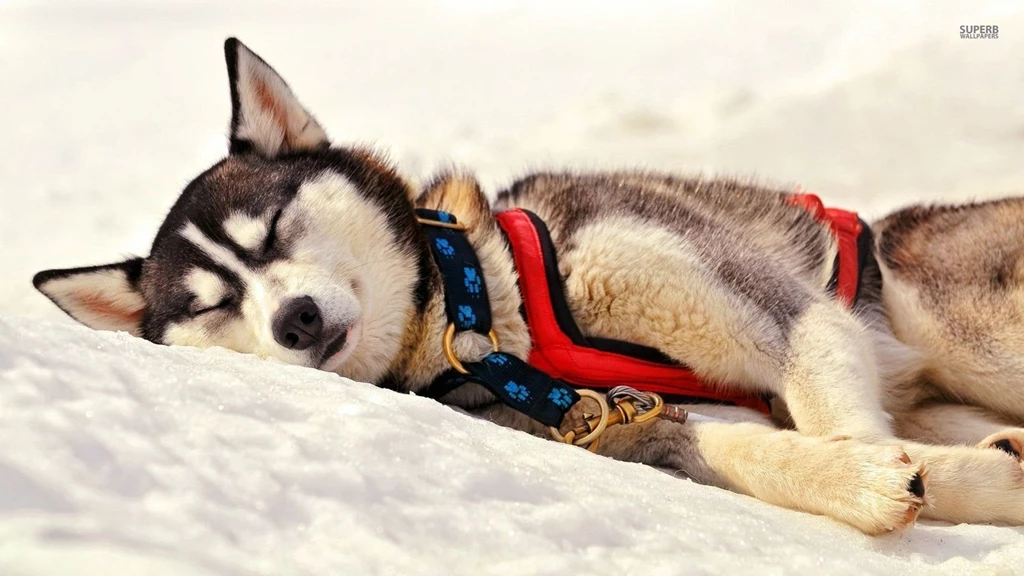 Siberian Husky   Dogs Wallpapers (38720934)   Fanpop