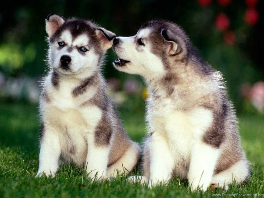 Siberian Husky Puppy Wallpapers The Dog Wallpapers Best The Dog ...