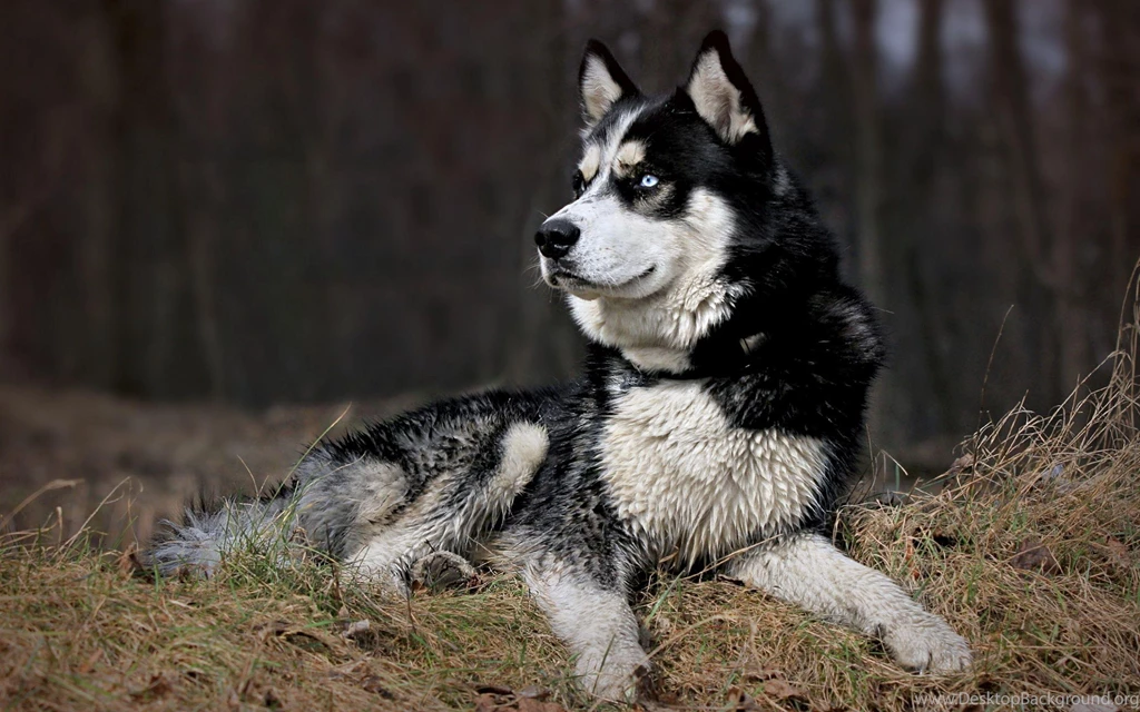 SIBERIAN HUSKY DOGS WALLPAPER WALF1029