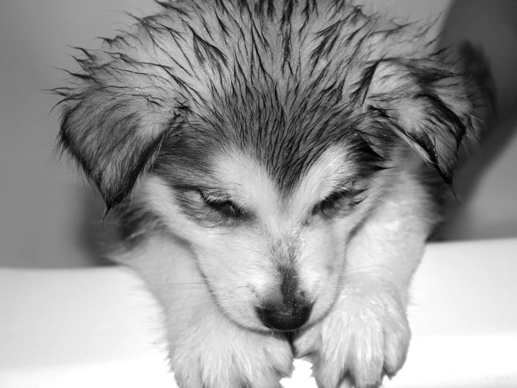 SIBERIAN HUSKY DOGS WALLPAPER WALF1007