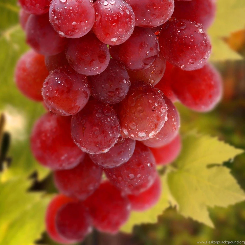 Mix Fruit Wallpapers Image Wallpapers