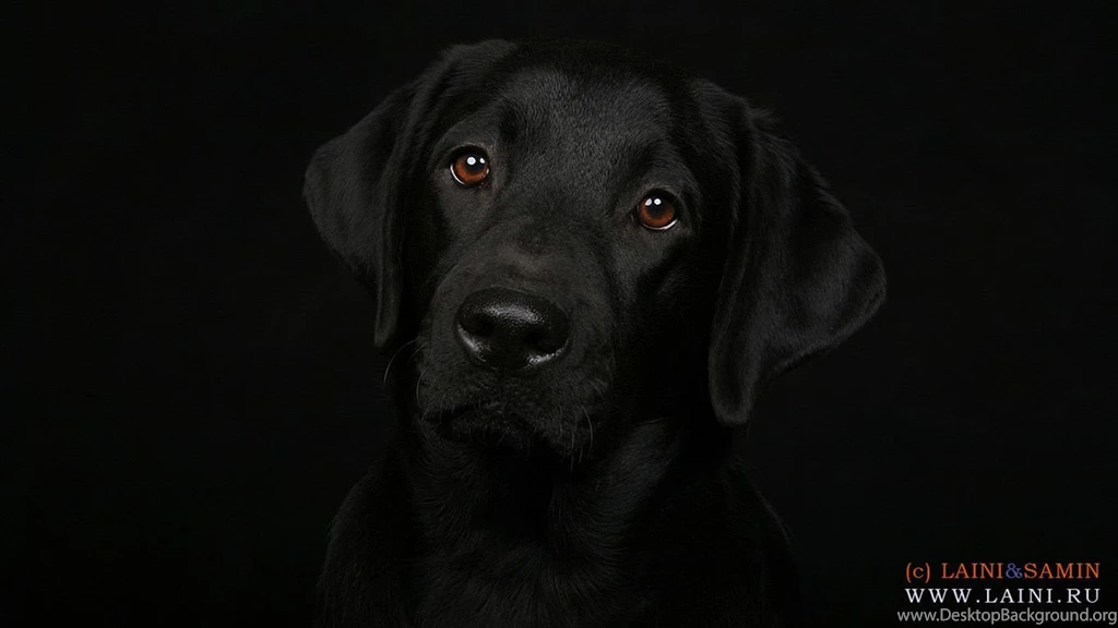 Labrador Retriever Desktop Wallpapers (1366x768 Pixel) Popular Hd ...